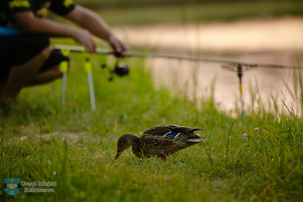 Strona główna KOLBUSZOWA Miejski Portal www.kolbuszowa.pl